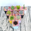 A base of a substitute for indoor succulent plant combination potted flowers and green plant meat sets to send pots for pots