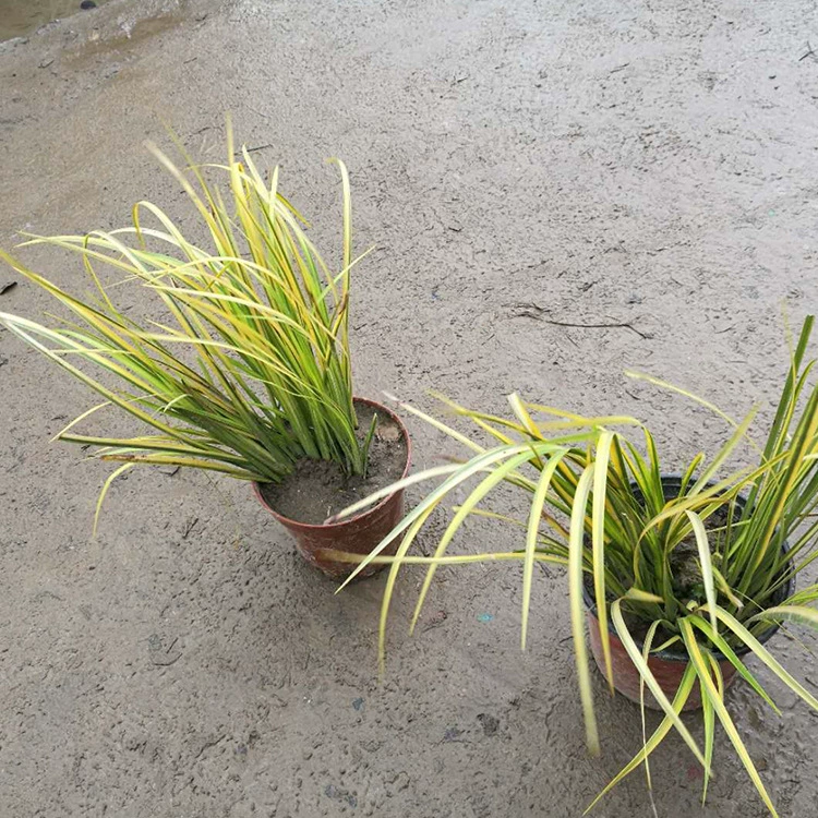 Проект озеленения рассады Сад водные растения Пномпень АИР водные растения водно-болотные угодья озеленение