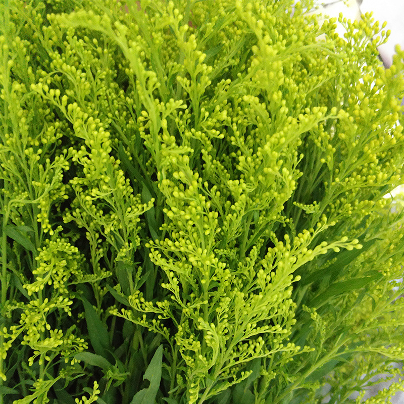 Yunnan Kunming Flower Base Wholesale Orioles Bouquet Flower Basket with Flowers and Grass 20 Branches/Tie Real Flowers Freshly Cut