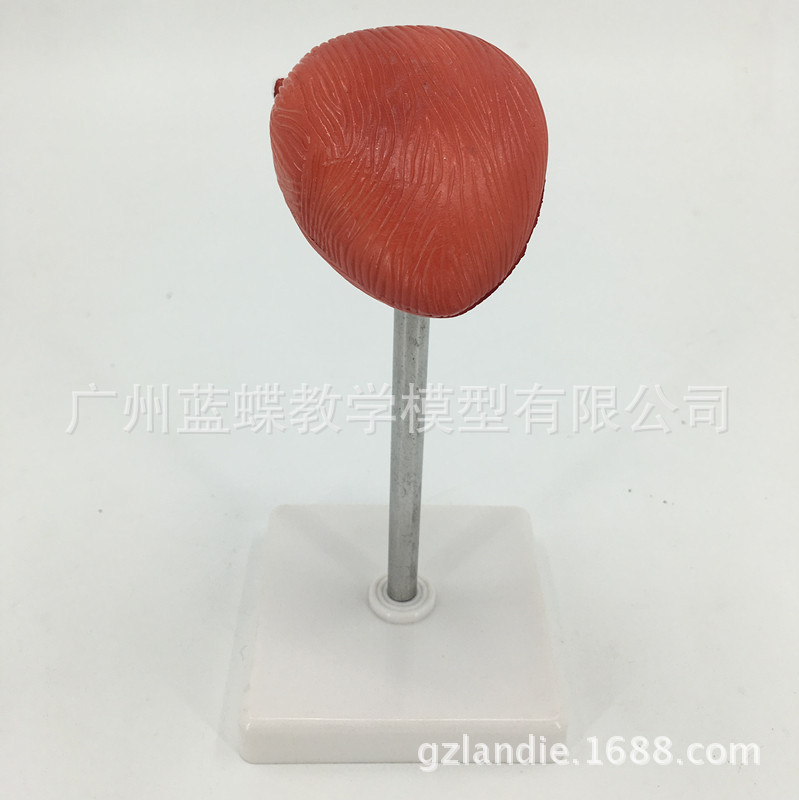 ��ѧ�������ģ��������׽��ʱ걾2����������Ȼ�����ҽ�ƽ̾�