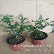 �������l���؁��t��ɼ����һ��һĸ������Y���G���G�ǹ�̩��Ʒϵ