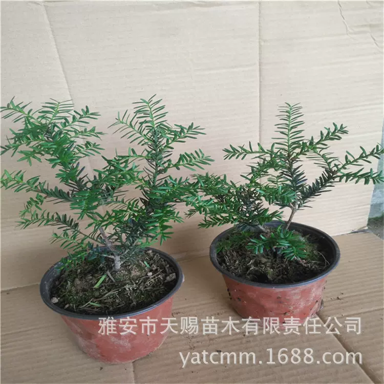 基地批发曼地亚红豆杉树苗一公一母搭配包结果绿鹰绿星公泰斗品系