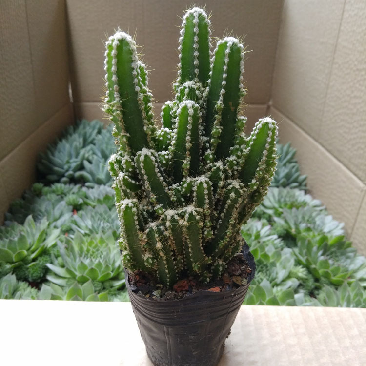 Succulent Plant Cactus Wholesale Wanzhongshan Bare Root about 6-8cm Wide Flower Potted Green Plant Gardening