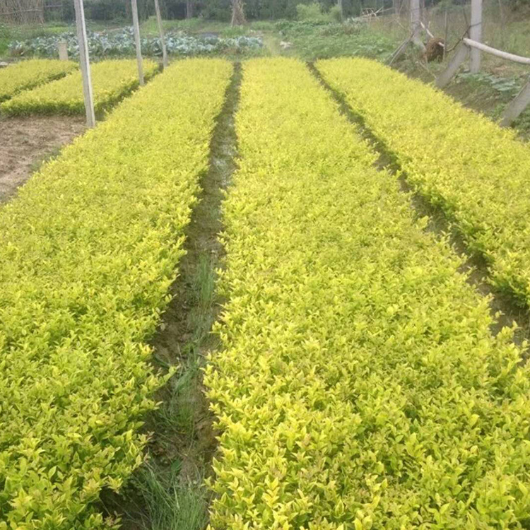 苗木 工程绿化 园林 金森女贞床苗 园林植物 黑土种植基质 可批发
