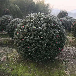 ��ľ ���̾G�� �@��  ��÷�� �����Nֲ���| ���^�G��