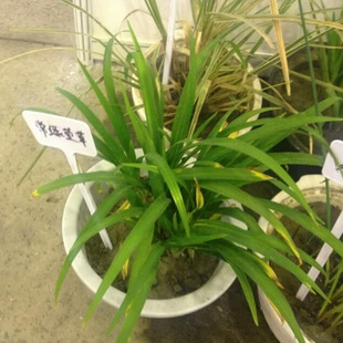 ��ľ ���̾G�� �@��   ���^�G������   ���G��� �����Nֲ���|