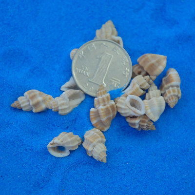 琴絲螺 海螺貝殼小黃貝白米螺 海景配件 微景觀擺件白帶三角口螺