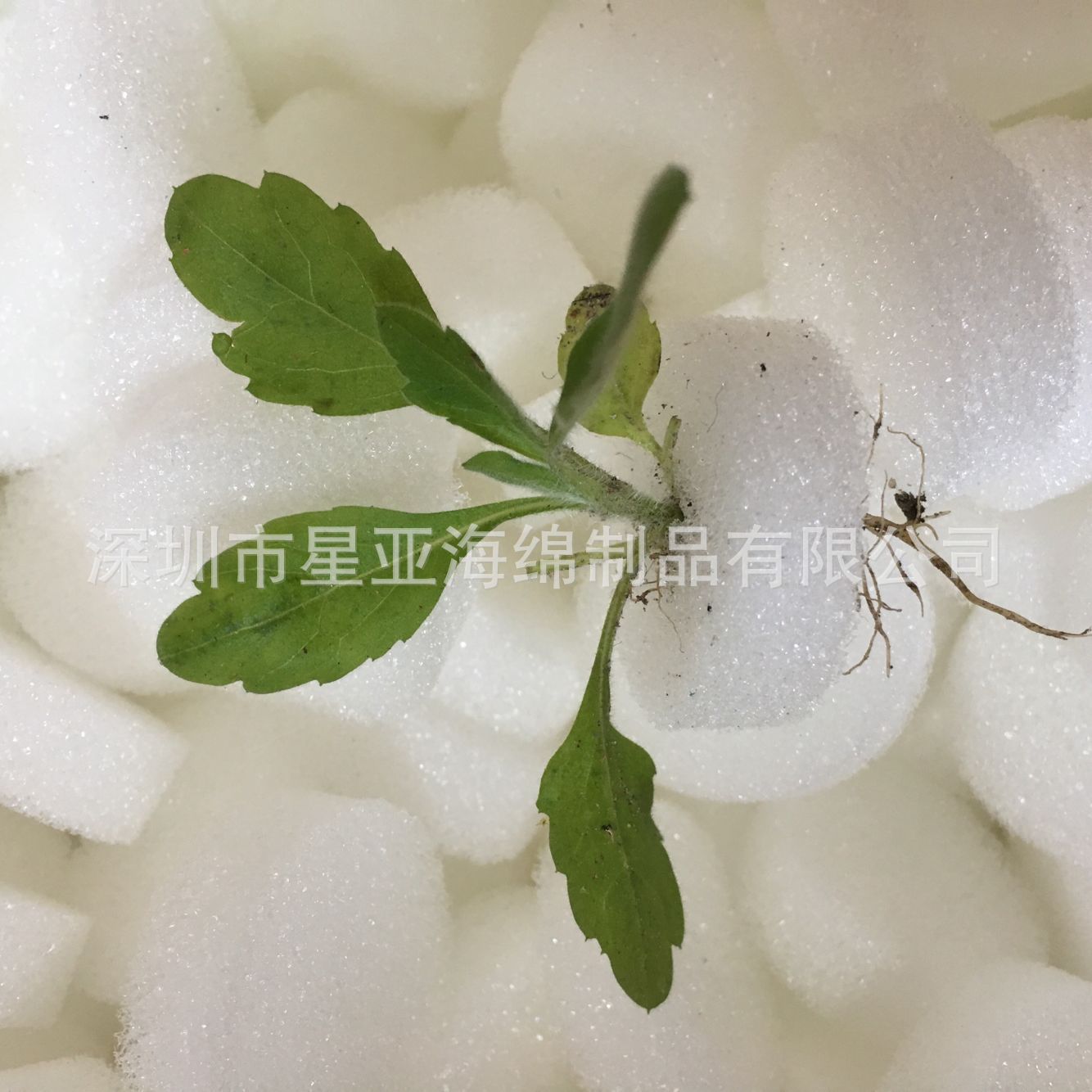 开孔营养植物培育海绵栽培花卉免土壤发泡棉 水培锁水棉订 制