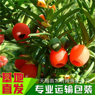 �������l�Ϸ��t��ɼ�������؁��t��ɼС���҃����ԾGֲͥԺ�L����