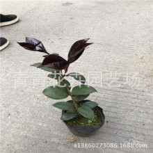 �Ї����� �������ܹ��̾G����Ʒ�N ���l�軨���Ͷ��ɫ�軨��