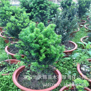 �������l���؁��t��ɼ��35cm�ֵ�ͥ�a�L�����ļ������@��ͥԺ���^