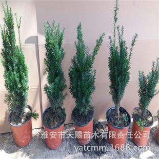 ����ֱ�N���؁��t��ɼ���30cm�@���е��L����G������С��������