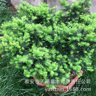 ���؁���Ȼ���|�t��ɼ����G������ �҃ȿ͏d�^�p�G�����Լt��ɼ