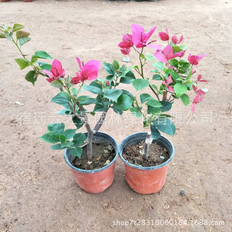 Оптовая продажа Bougainvillea Двойная рассада Большая рассада Рассада Многоцветный вечнозеленый кустарник Счастливый цветок в горшке База для лазания по живой изгороди