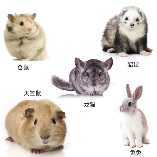 Supply pet shower gel cleansing dry cleaning foam hamster cleaning shower gel rabbit dry cleaning foam