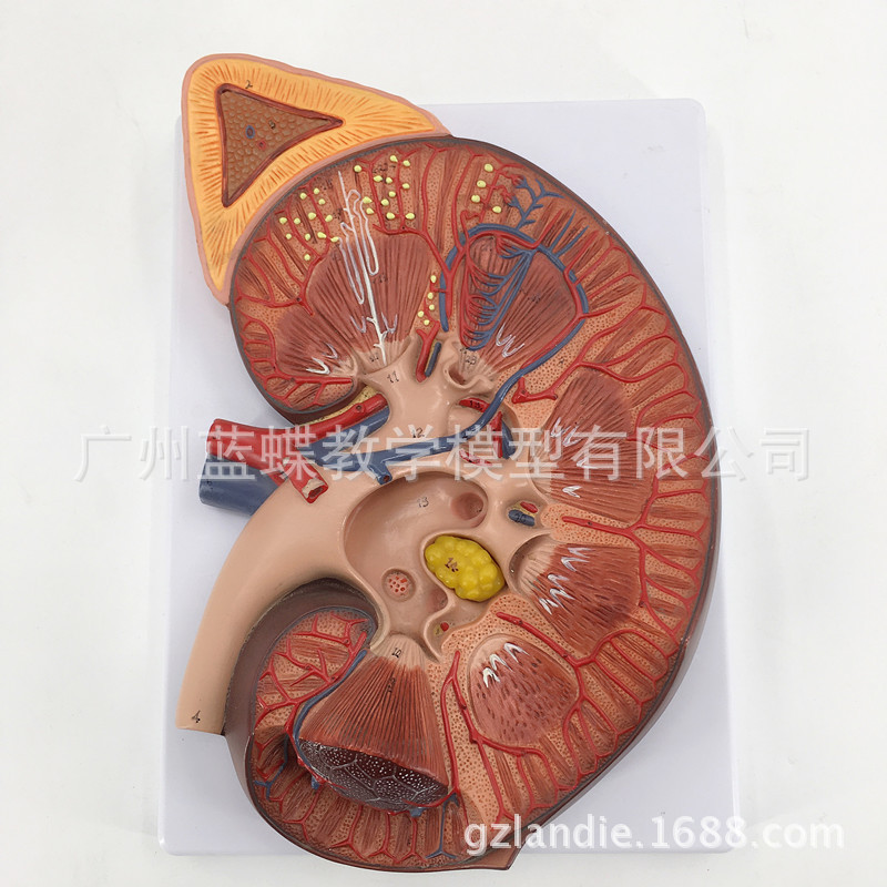 �����ش��������ģ�� 3���Ŵ��������ģ�� ������ ����ṹ�걾