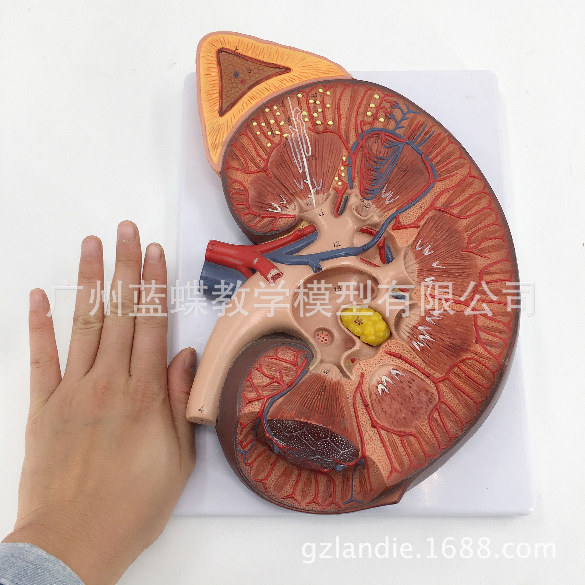 �����ش��������ģ�� 3���Ŵ��������ģ�� ������ ����ṹ�걾