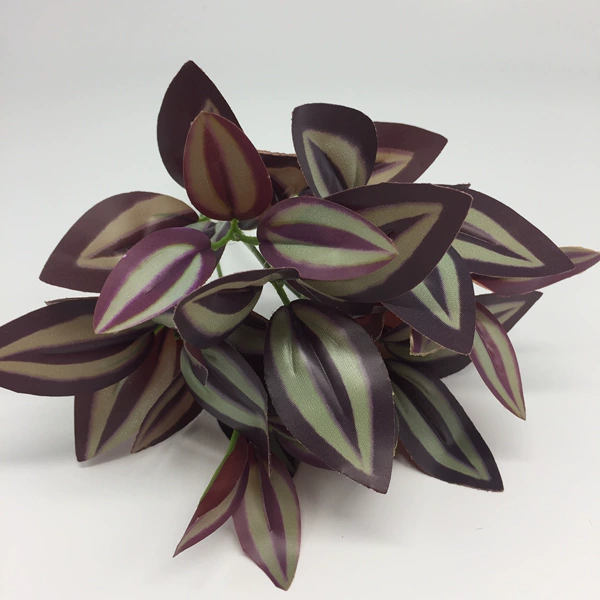 Eye -eye leaf purple