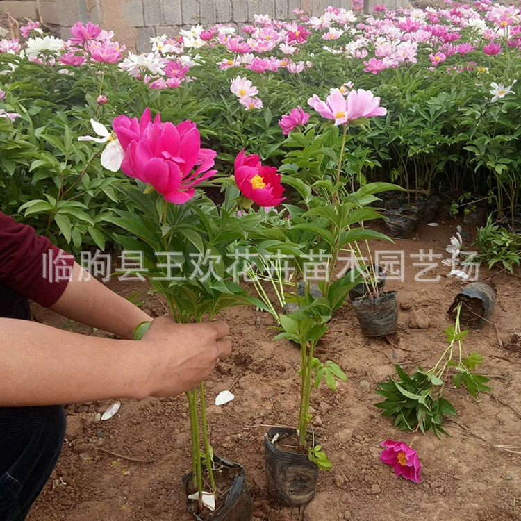 Paeonia lactiflora Цветок Рассада Двор Озеленение Выращивание Балкон Цветочное растение в горшке Многолетние цветы Paeonia lactiflora Цветочные рассады