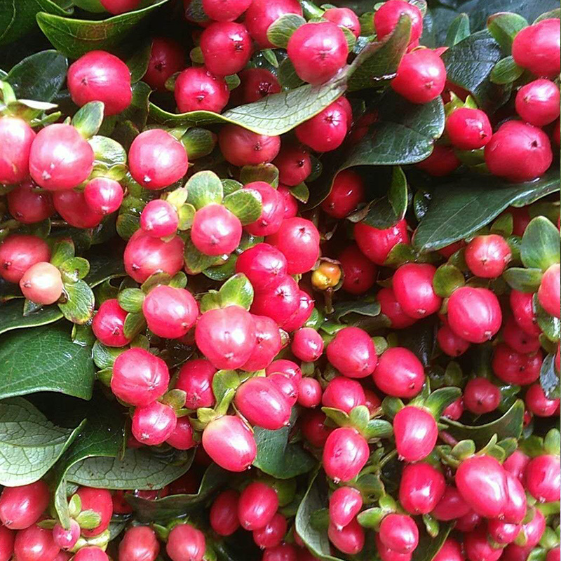 云南昆明批发相思豆红豆粉白豆绿豆火龙珠鲜切鲜花基地直发