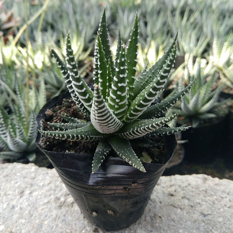 Оптовая продажа суккулентов из Чжанчжоу: полосатые растения в горшках, 12 рулонов, около 4-6 см, голые корни, зеленые растения для садоводства и рассады.