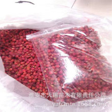 雅安基地直销红豆杉干果红豆杉果批发曼地亚红豆杉干果实品质保证