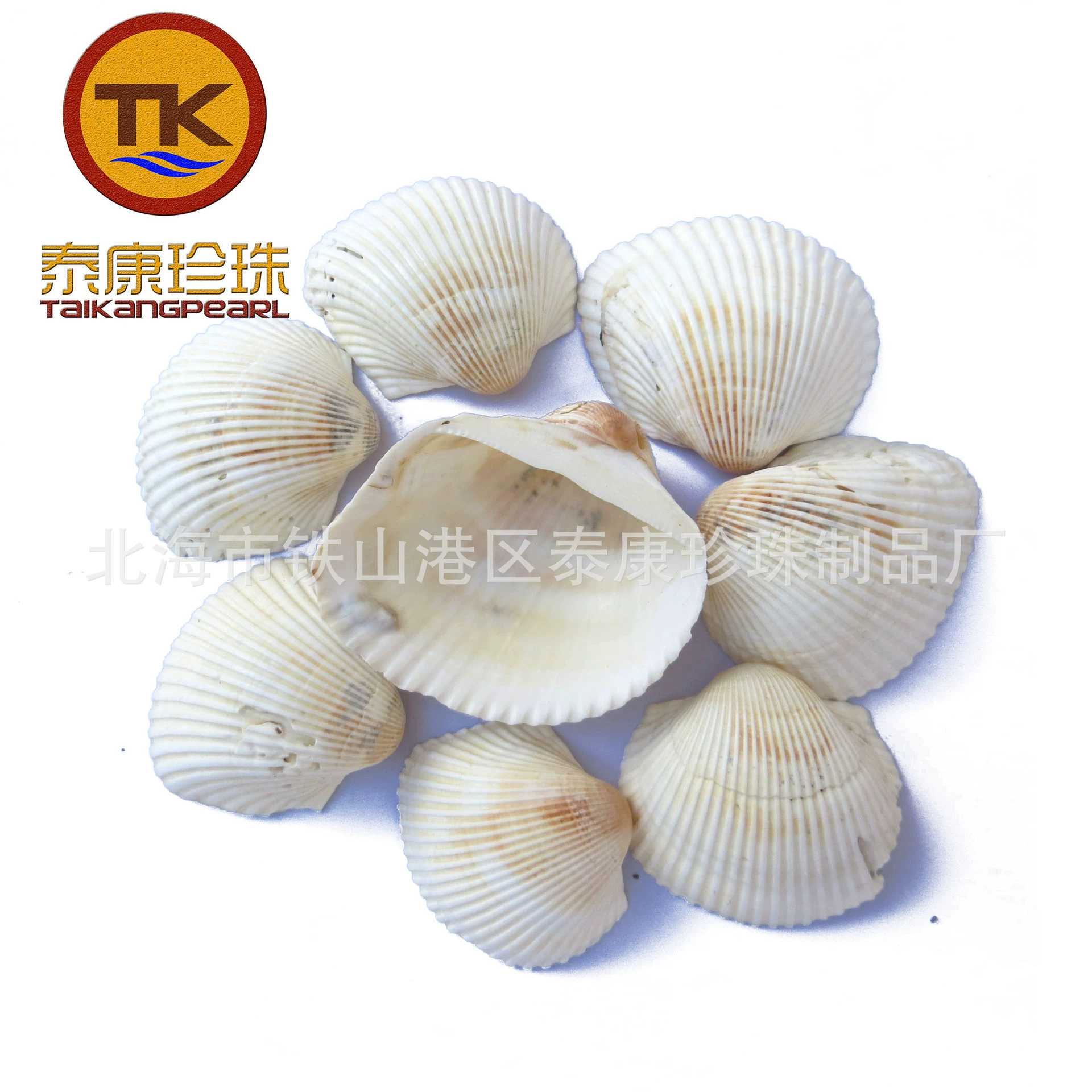 Beihai Conch Shell Производители сырья дешево поставляют шерстяные раковины