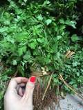 Китайские семена травяной медицины Оптовые саженцы ямато, традиционные китайские лекарственные материалы, посадить основания прямых волос