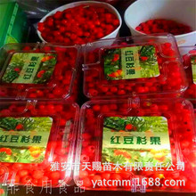 基地直销红豆杉鲜果 红豆杉果实红豆果南方红豆杉果子红豆杉鲜果