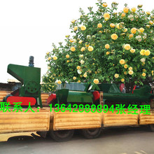 VȪˮƿÓ˙C ƿƴϴOƿƬӹd