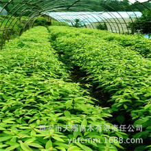 lzľϡFľeͥԺС^̾GLN