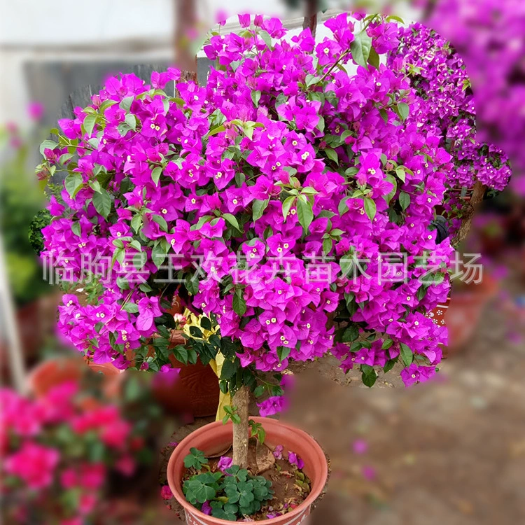 Бугенвилля оптом Цинчжоу бугенвилля горшечные саженцы двор растения саженцы горшечные деревья