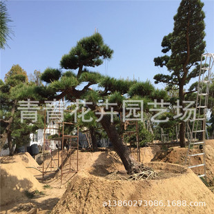 ����;�����������l �����������l ���̾G���� �_�h�ɳ���