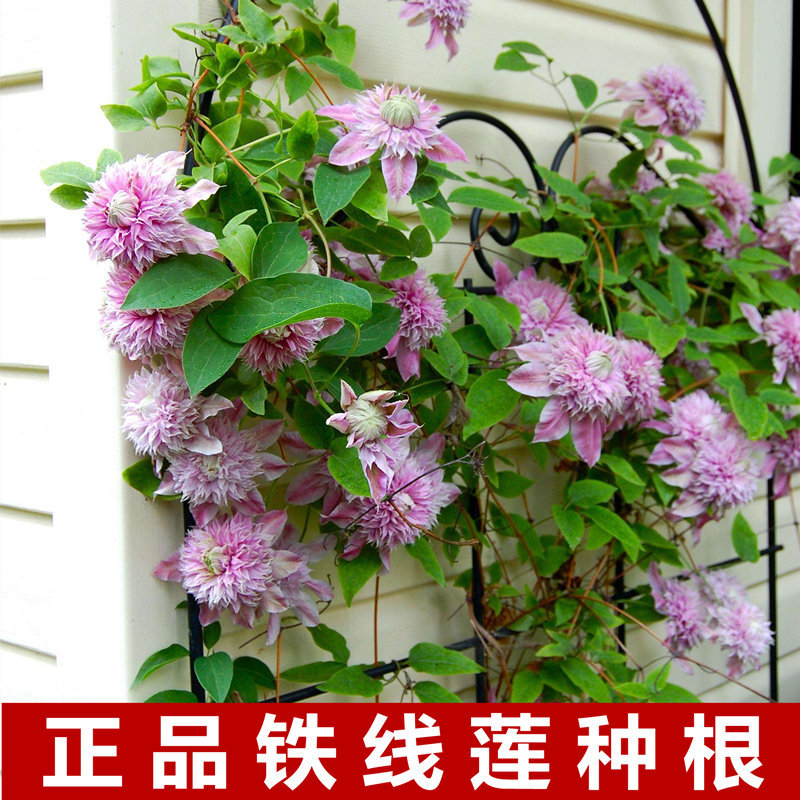 铁线莲种根盆栽新鲜铁线莲花苗花园庭院爬藤绿植植物攀援花卉种跟