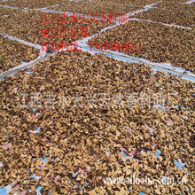 ���d��Ȼ���ϏS �S�ҹ���  ���l ��Ƥ��