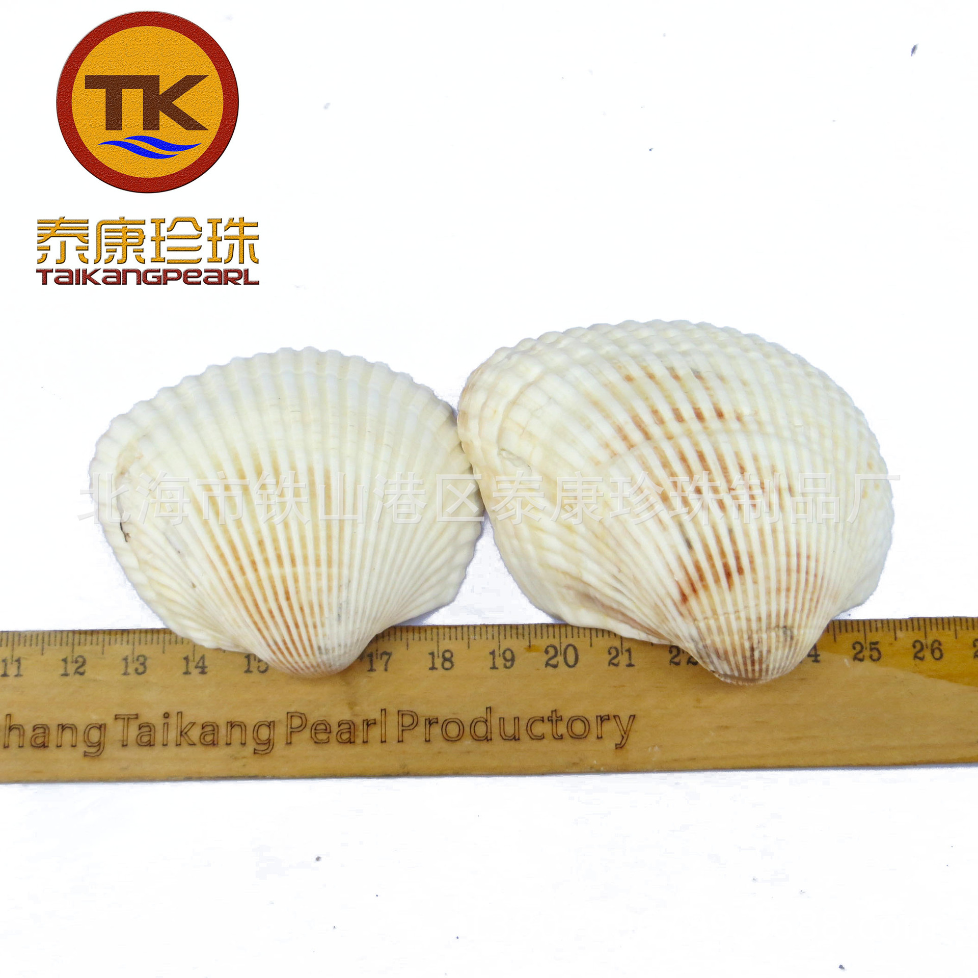 【红螺壳】漂白海螺贝壳工艺原材料手工精品海洋宝壳优质材料无沙