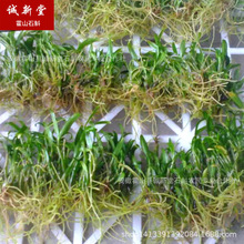 产地直销霍山产石斛驯化种苗米斛瓶苗一年原种组培苗现货供应批发