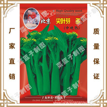 北京尖叶芽多菜心   冯子龙种苗公司直售批零盆栽种菜蔬菜种子