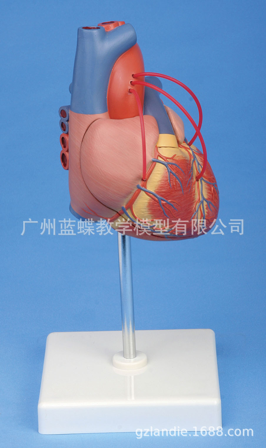 ����ģ�� ��Ȼ������������������������ģ�� 1��1��������ģ��