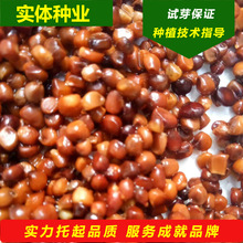 �²��R�m�N���R�A�����Rɏ�N�Ӗ|���������ݱ����Ѳ���������ă�