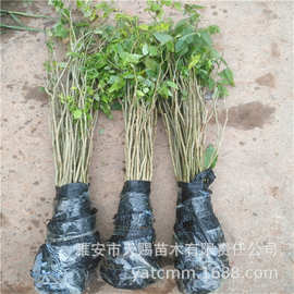 基地批发海南黄花梨树苗珍稀名贵红木降香黄檀别墅庭院绿植降香木