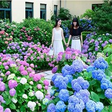 批发八仙绣球花苗绿化盆栽四季开花可变色当年开花苗庭院办公桌面