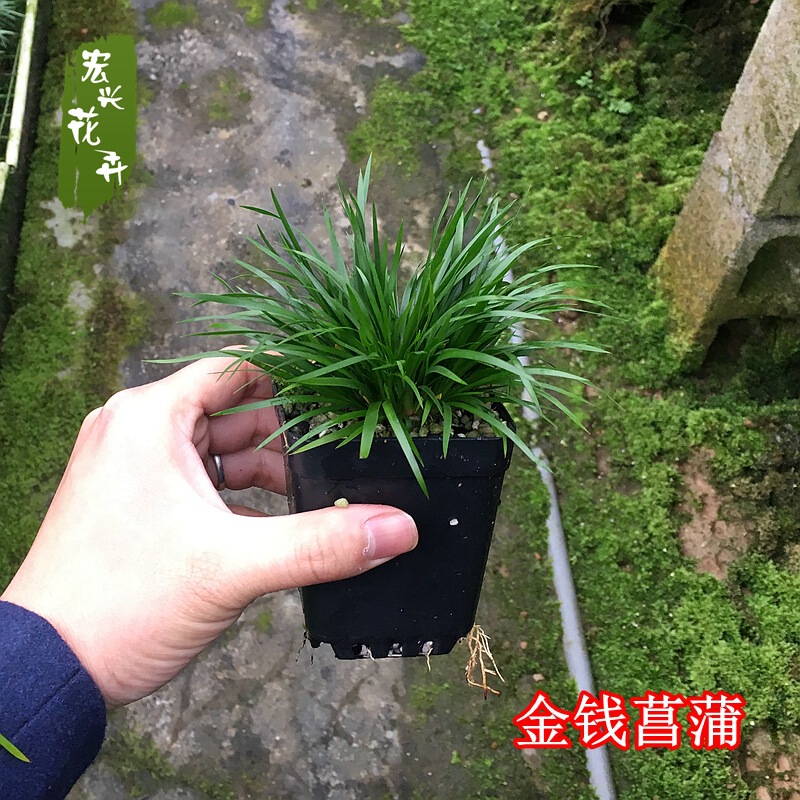 Hongxing Flowers Large Volume Wholesale Money Calamus Tiger Beard Mengxing Moss Golden Ji Youkawa Calamus Potted Plants