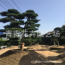 南方花卉福建花卉室内花卉观造型罗汉松黑松移植苗种植基地批发