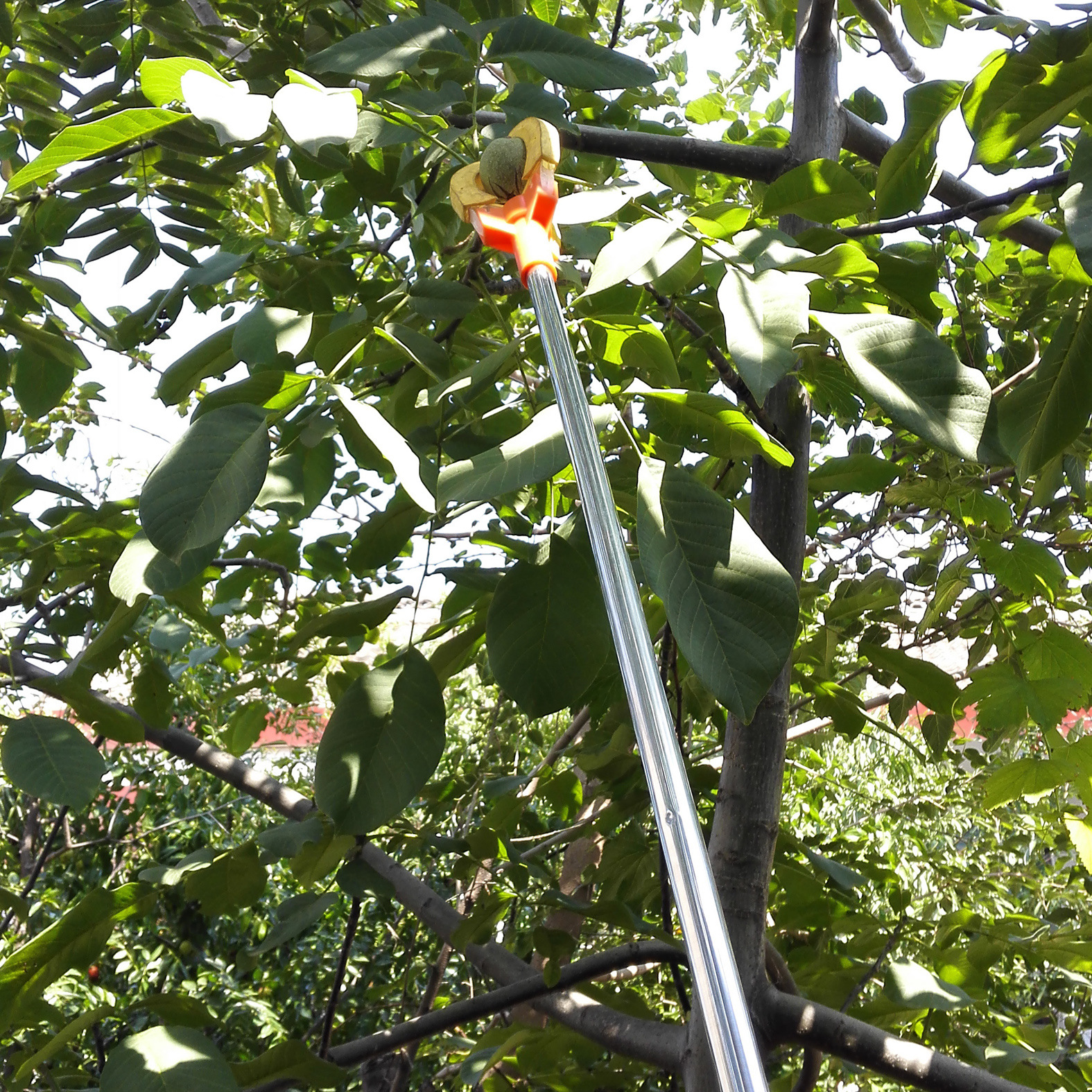 摘桃器摘梨器摘苹果器1.5米水果采摘器 高空摘果器果园三爪摘果杆