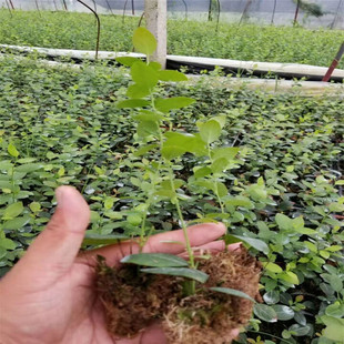 �{ݮ̦�\�� �{ݮ�M�����������u �ϸ߅��{ݮ��Ʒ�N ���� ����H5