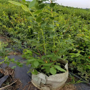 �{ݮ����� �����{ݮ��r�� ����Y�� �ϸ��{ݮ��Ʒ�N H5 L�{ݮ��