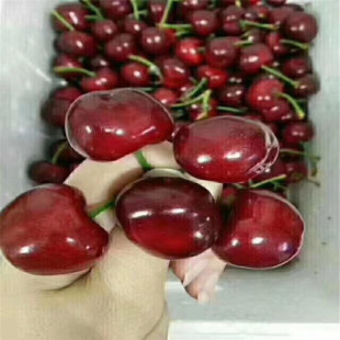 ��������Ʒ�N���l  ɳ�����Ҙ���r�� �_������ �ϼtɫ���Ʒ�N