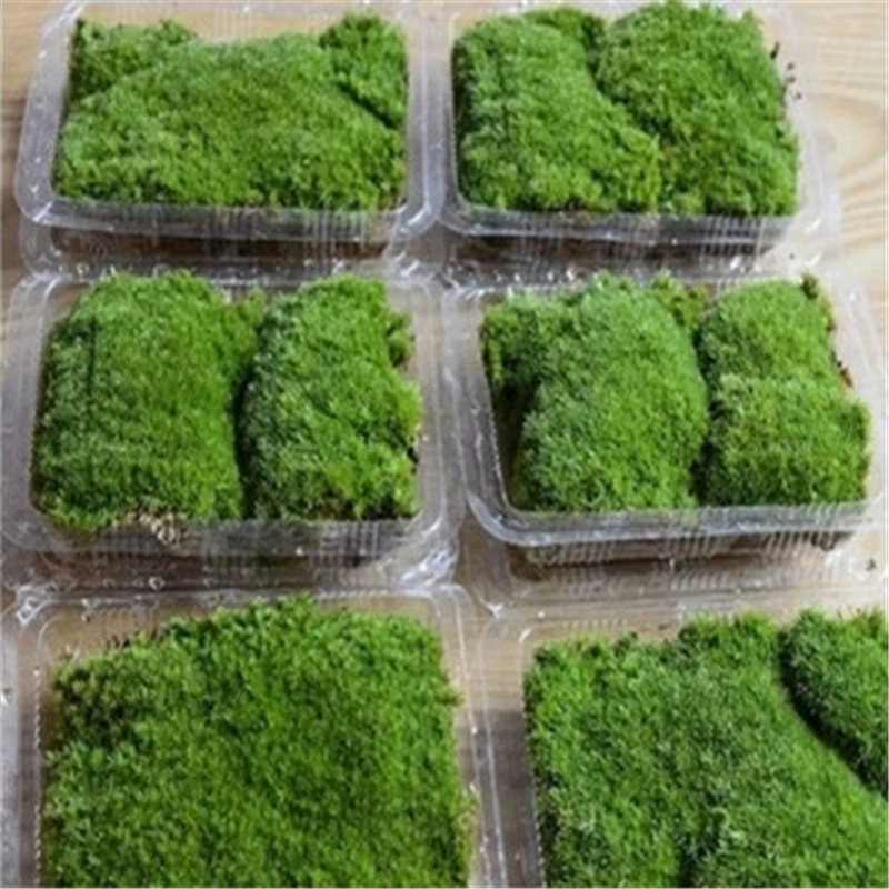 Дикий мох микро пейзаж экологическая бутылка белые волосы мох скала горшок мини завод DIY материал большой оптовый