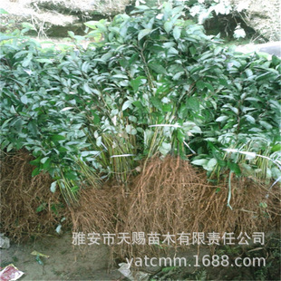 ��������������l���F��N��ľ�����l؛ͥԺ�G����ľ��������